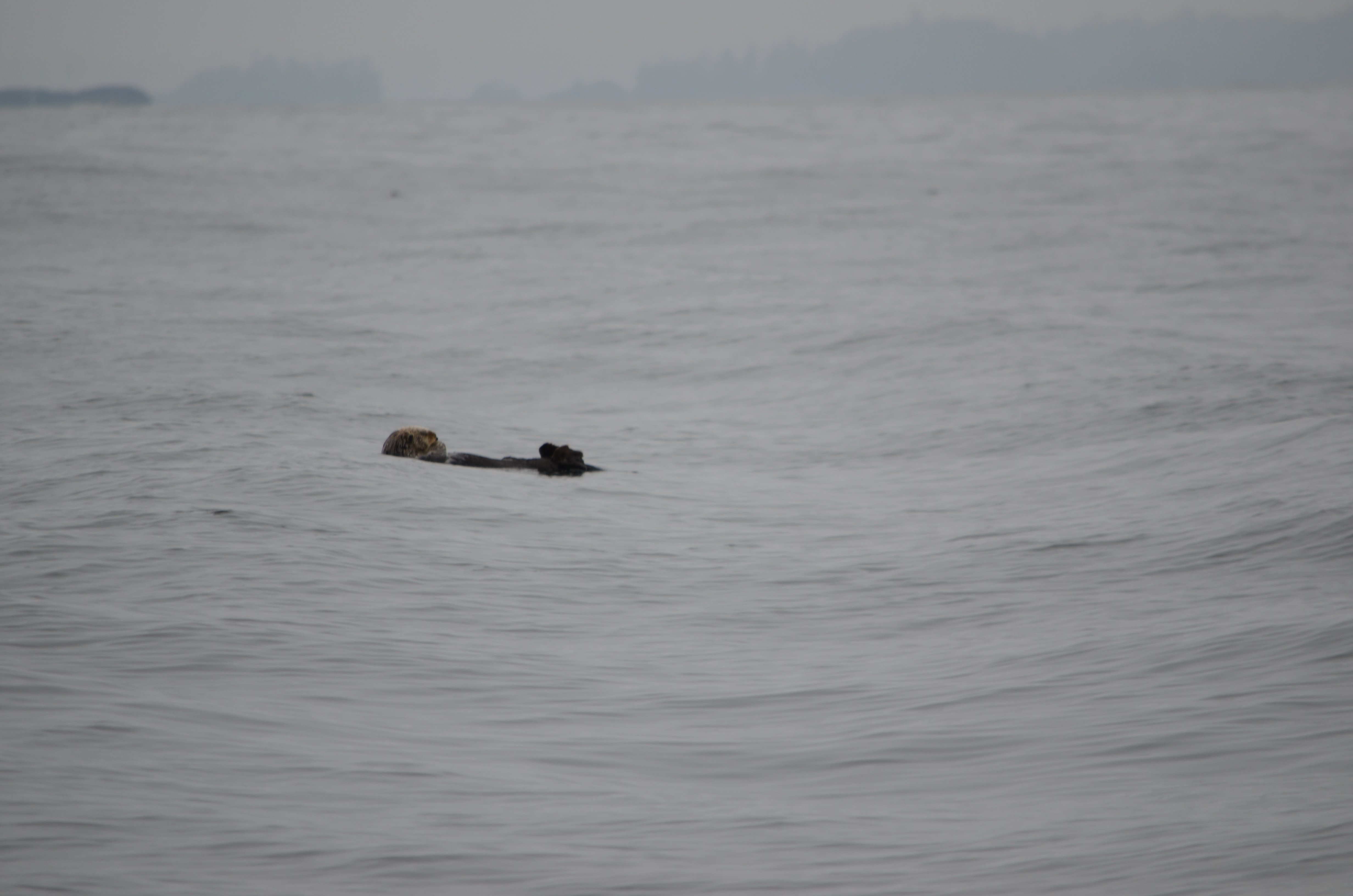 photos/wildlife/Mammal_Species/Sea Otter/DSC_0368.JPG